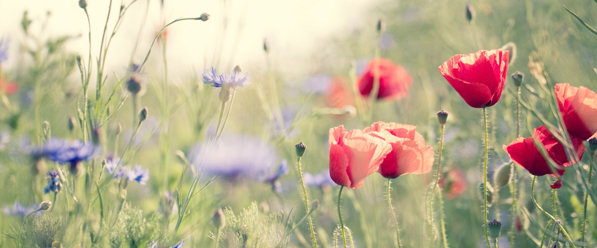 Rote Mohnblumen und blaue Kornblumen auf einer Wiese, unscharfer Hintergrund mit hellem Licht.