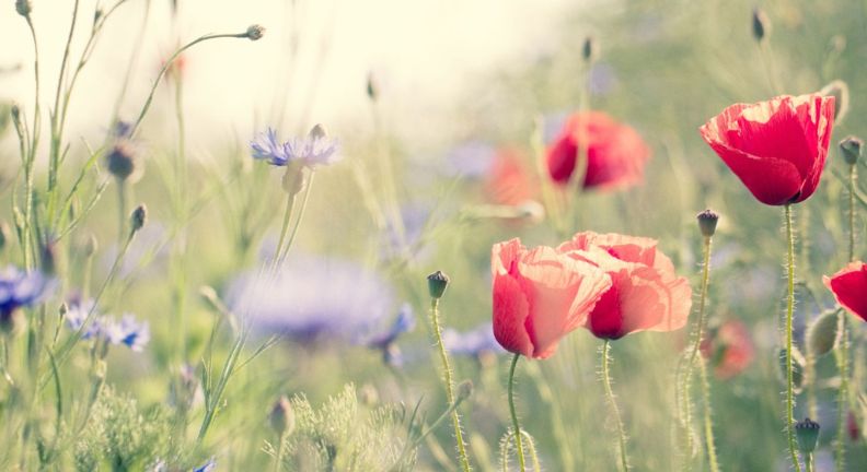 Rote Mohnblumen und blaue Kornblumen auf einer Wiese, unscharfer Hintergrund mit hellem Licht.